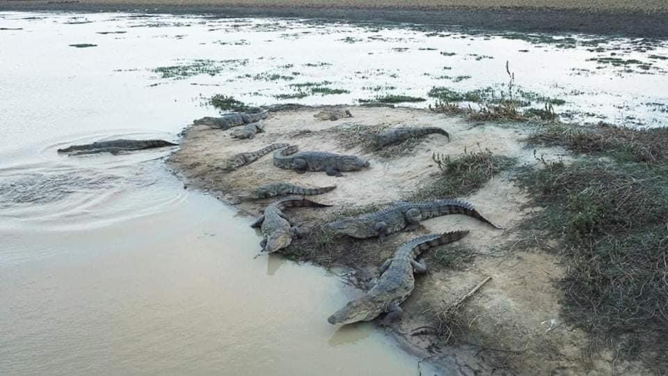 Crocodile Park Bungalow Kataragama Kültér fotó